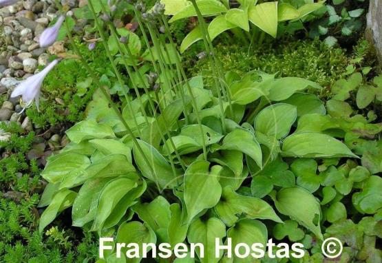 Hosta Amy Elizabeth